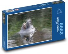 Uškatcov ňufák vykukujúci z vody Puzzle 2000 dielikov - 90 x 60 cm