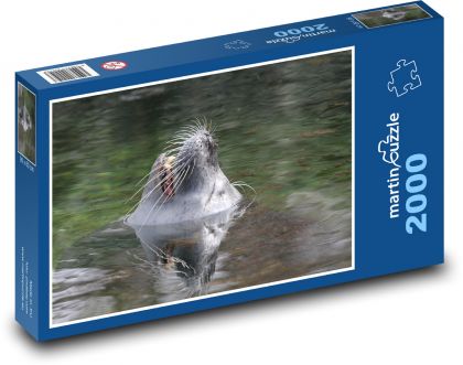 Uškatcov ňufák vykukujúci z vody - Puzzle 2000 dielikov, rozmer 90x60 cm 