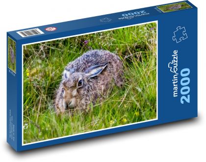 Hare hidden in grass - Puzzle 2000 pieces, size 90x60 cm 