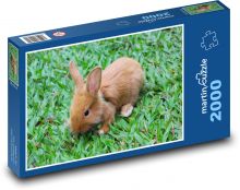 Králik Puzzle 2000 dielikov - 90 x 60 cm