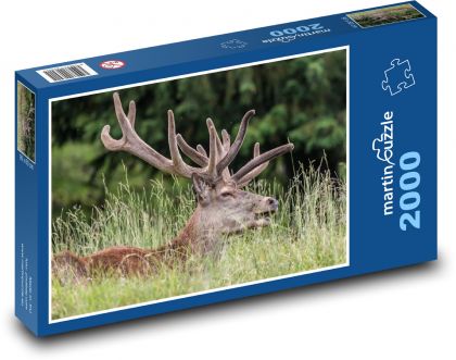 Majestätische Hirsche im Gras - Puzzle - 2000 Teile