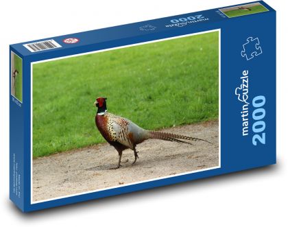 Bažant v uzavretom priestore - Puzzle 2000 dielikov, rozmer 90x60 cm 