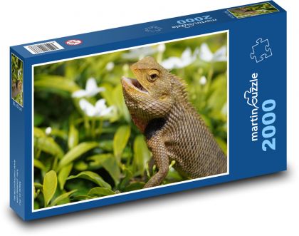Egzotyczna agama w przyrodzie - Puzzle 2000 elementów, rozmiar 90x60 cm