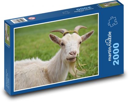 White goat in pasture - Puzzle 2000 pieces, size 90x60 cm 