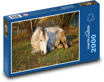 A white horse lying in the pasture - Puzzle 2000 pieces, size 90x60 cm 