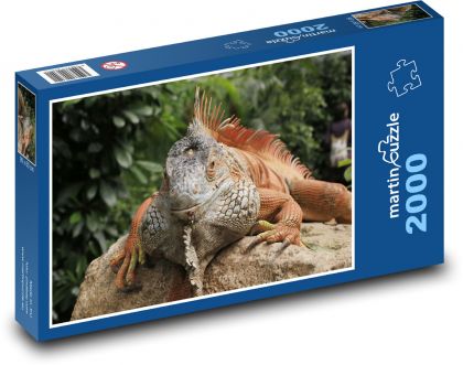 An iguana basking on a stone - Puzzle 2000 pieces, size 90x60 cm 