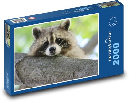 Szop leżący na gałęzi - Puzzle 2000 elementów, rozmiar 90x60 cm