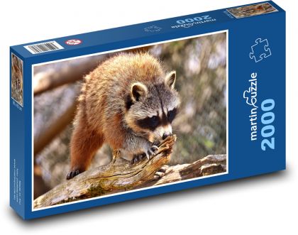 Szop wspinający się na drzewo - Puzzle 2000 elementów, rozmiar 90x60 cm