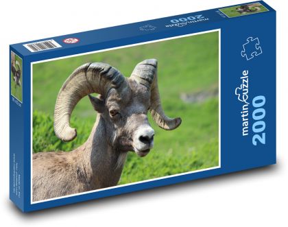 Ovce Bighorn - Puzzle 2000 dielikov, rozmer 90x60 cm 