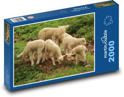 Kleine Lämmer auf der Weide - Puzzle - 2000 Teile