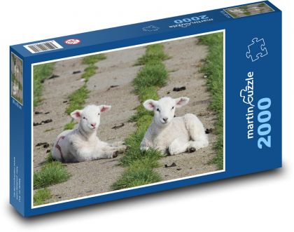 Ovce - jehňata ležící na louce - puzzle 2000 dílků