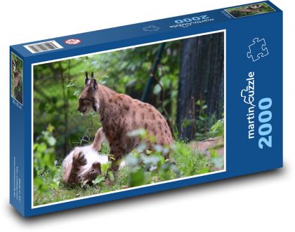 Ryś bawiący się w lesie - Puzzle 2000 elementów, rozmiar 90x60 cm