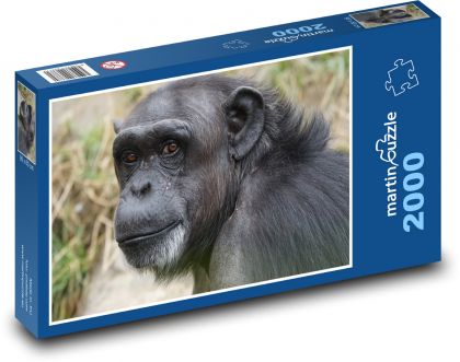 Szympans - Puzzle 2000 elementów, rozmiar 90x60 cm