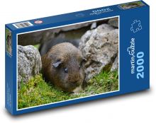 Świnka morska ukryta między skałami Puzzle 2000 elementów - 90x60 cm