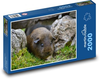 Guinea pig hidden among rocks - Puzzle 2000 pieces, size 90x60 cm 