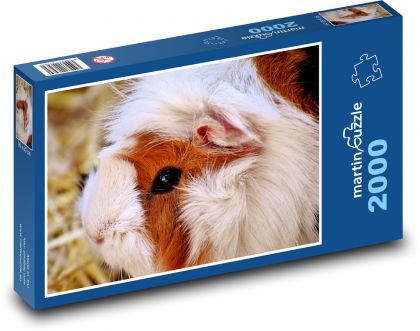 Chlupaté morče - puzzle 2000 dílků