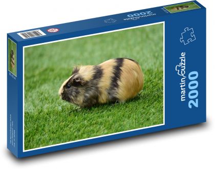 Gestreiftes Meerschweinchen - Puzzle - 2000 Teile
