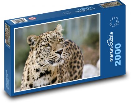 Leopard - Puzzle 2000 dílků, rozměr 90x60 cm