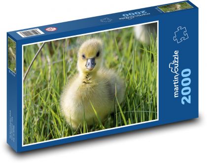 Káčatko v tráve - Puzzle 2000 dielikov, rozmer 90x60 cm 