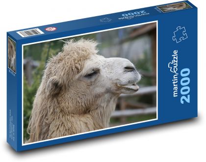 Moudrý velbloud - puzzle 2000 dílků
