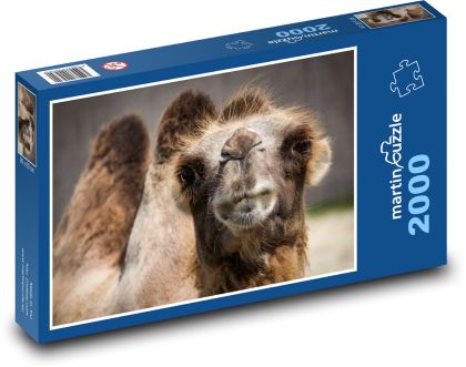 Camel - Puzzle 2000 pieces, size 90x60 cm 
