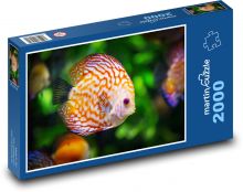 Farebné akvarijné ryby - cieľ Puzzle 2000 dielikov - 90 x 60 cm