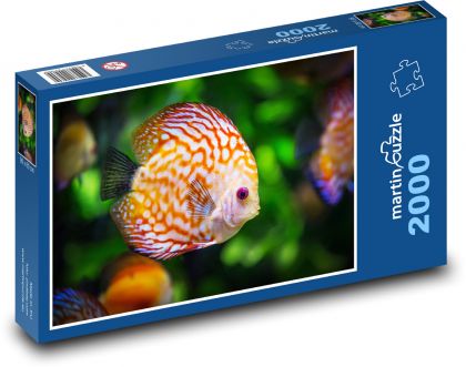 Farebné akvarijné ryby - cieľ - Puzzle 2000 dielikov, rozmer 90x60 cm 
