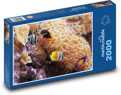 Fish swimming near corals - Puzzle 2000 pieces, size 90x60 cm 