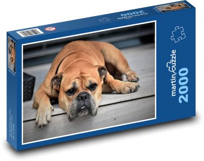 Dog - The Continental Bulldog - Puzzle 2000 pieces, size 90x60 cm 