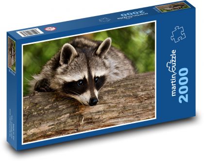 Mýval v lese na strome - Puzzle 2000 dielikov, rozmer 90x60 cm 