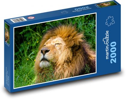 Lew afrykański śpiący w trawie - Puzzle 2000 elementów, rozmiar 90x60 cm
