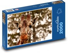 Žirafa Puzzle 2000 dielikov - 90 x 60 cm
