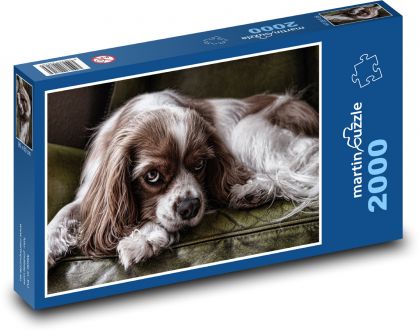 King charles španěl - pes - puzzle 2000 dílků