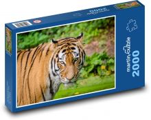 Bengálsky tiger v prírode Puzzle 2000 dielikov - 90 x 60 cm