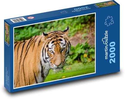 Tygr - zvíře - Puzzle 2000 dílků, rozměr 90x60 cm