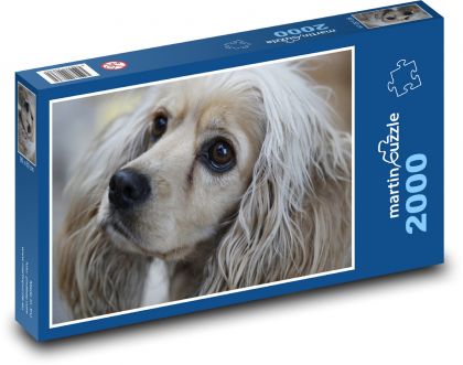 Cocker Spaniel, portret psa - Puzzle 2000 elementów, rozmiar 90x60 cm