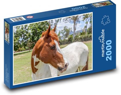 Spotted horse in the pasture, pinto - Puzzle 2000 pieces, size 90x60 cm 