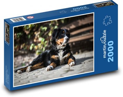 Pes - Bernský salašnický - Puzzle 2000 dílků, rozměr 90x60 cm