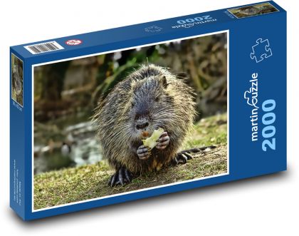 Nutrie při krmení - puzzle 2000 dílků