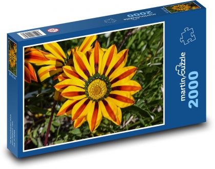Květina - Gazánie - Puzzle 2000 dílků, rozměr 90x60 cm