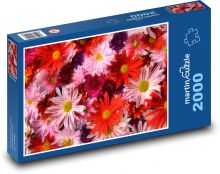 Červené gerbery Puzzle 2000 - 90x60 cm