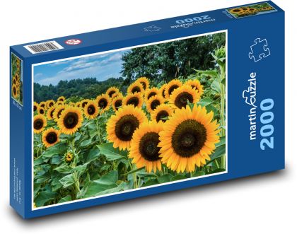 Slnečnica - Puzzle 2000 dielikov, rozmer 90x60 cm 