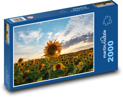 Slunečnicové pole - Puzzle 2000 dílků, rozměr 90x60 cm