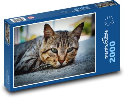 Kočka domácí - Puzzle 2000 dílků, rozměr 90x60 cm