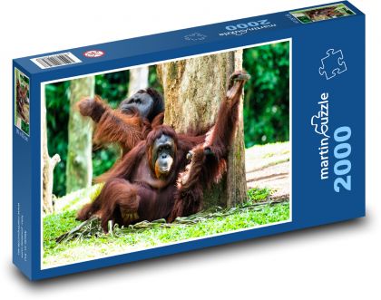 Orang-Utan - Puzzle 2000 pieces, size 90x60 cm 