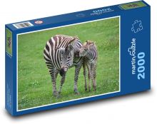 Zebra, mládě Puzzle 2000 dílků - 90 x 60 cm