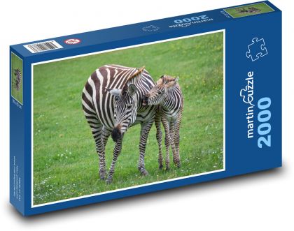 Zebra, mládě - Puzzle 2000 dílků, rozměr 90x60 cm