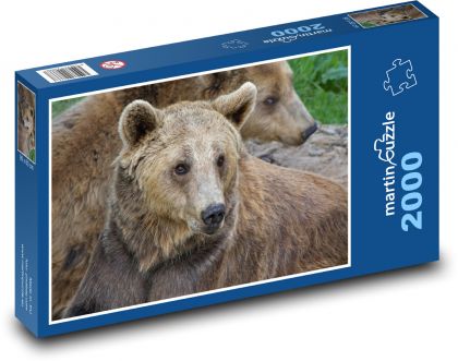 Medvěd hnědý - Puzzle 2000 dílků, rozměr 90x60 cm
