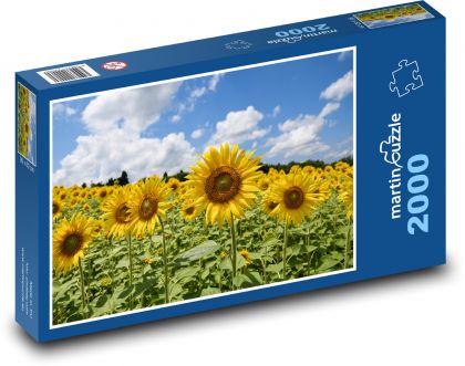 Sunflower field - Puzzle 2000 pieces, size 90x60 cm 