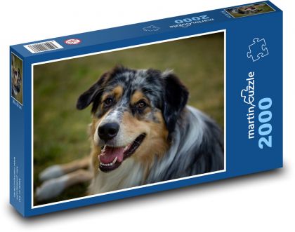 Pes - Australský Ovčák - Puzzle 2000 dílků, rozměr 90x60 cm